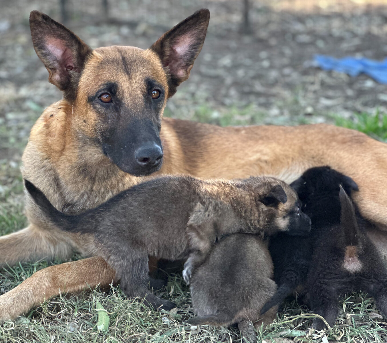 Puppy Pack Resources