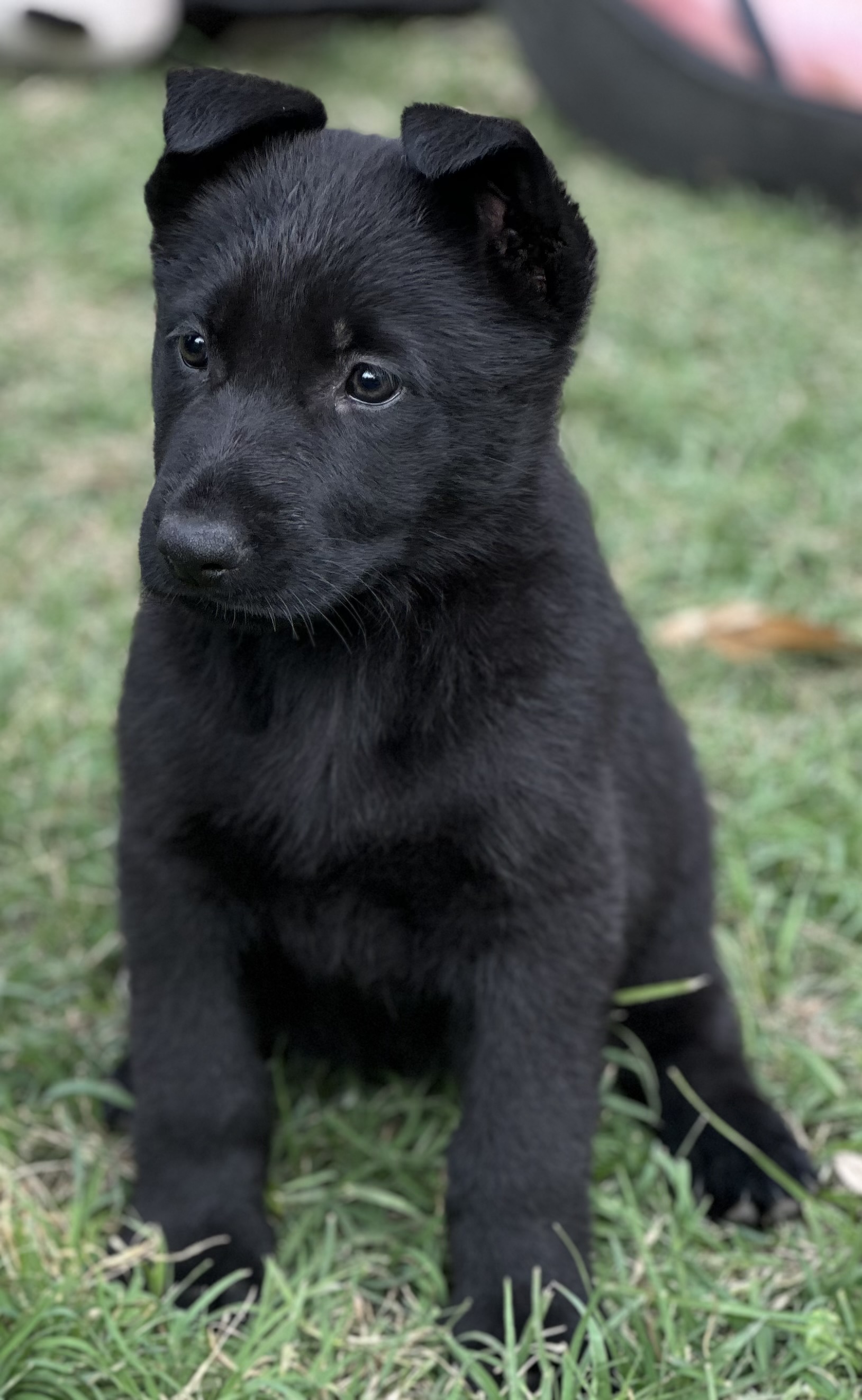 Bailey 