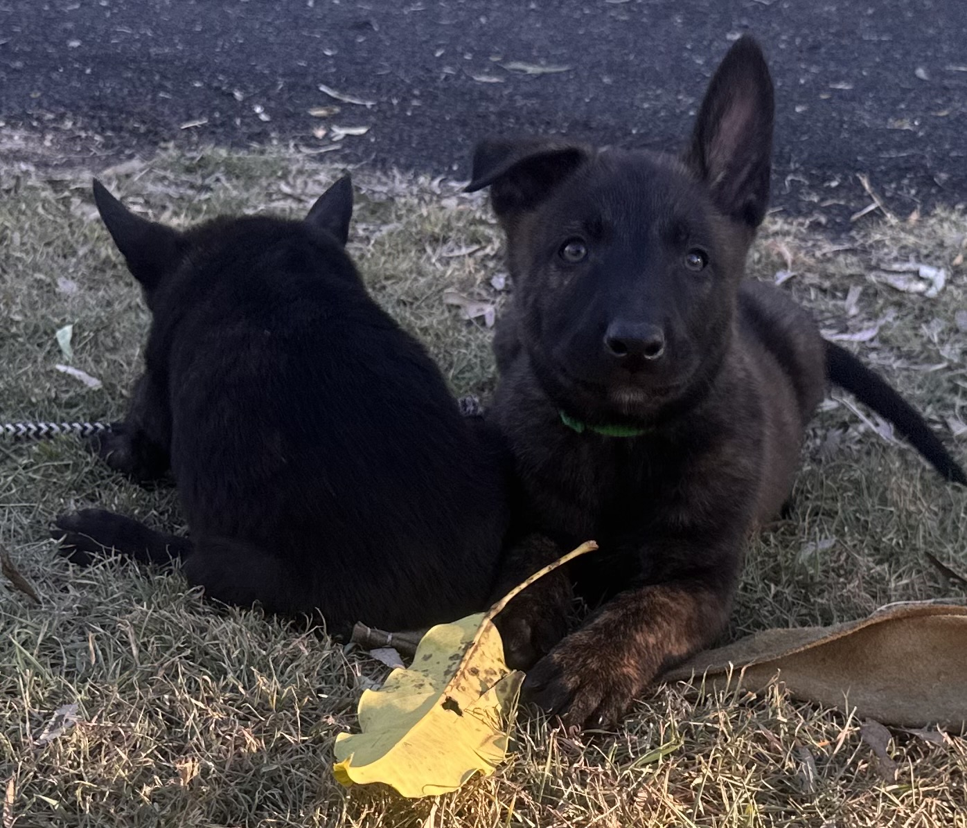Knox (green collar)