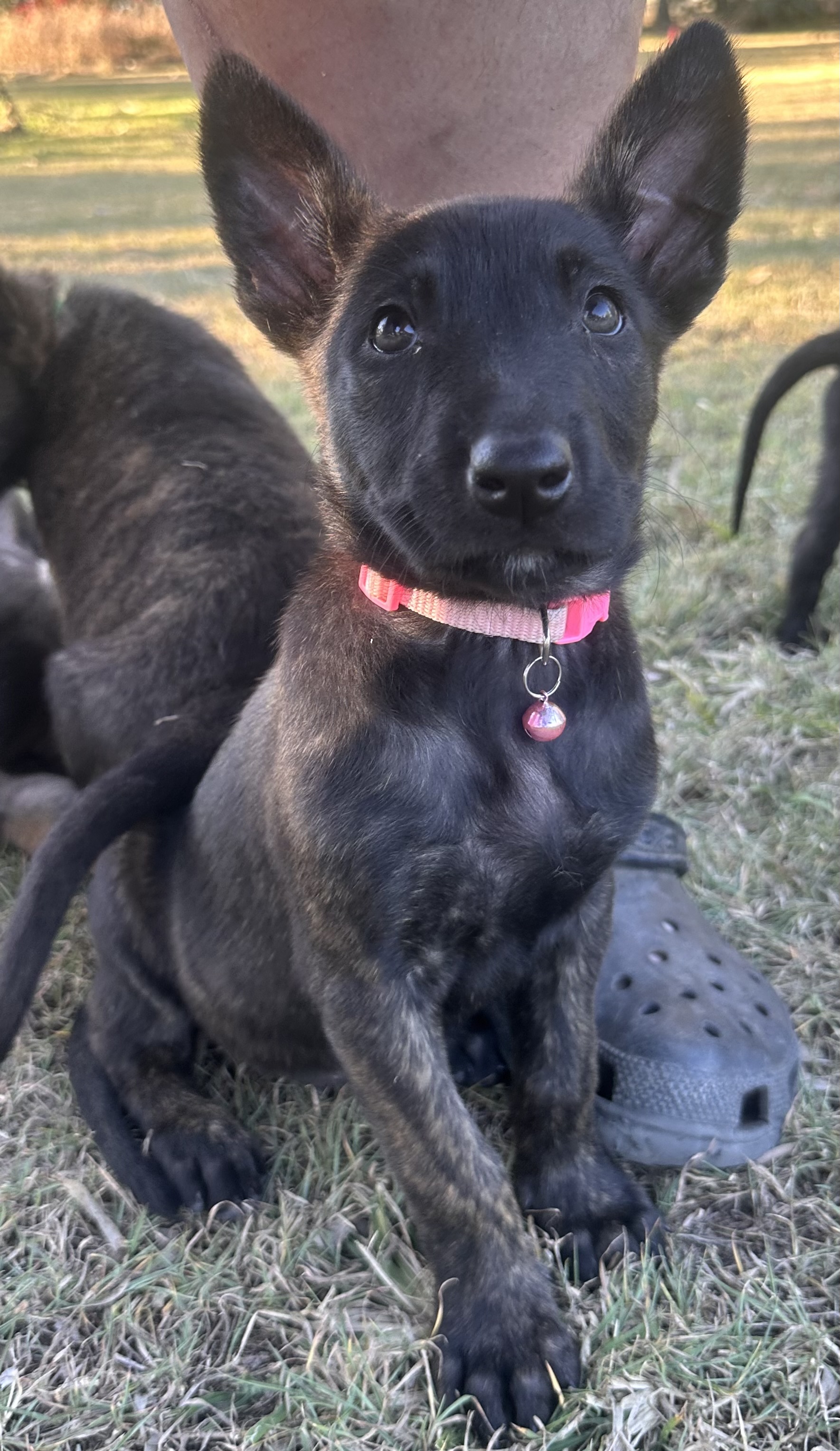 Eden (pink collar)