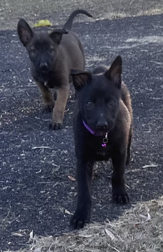 Daisy (purple collar)