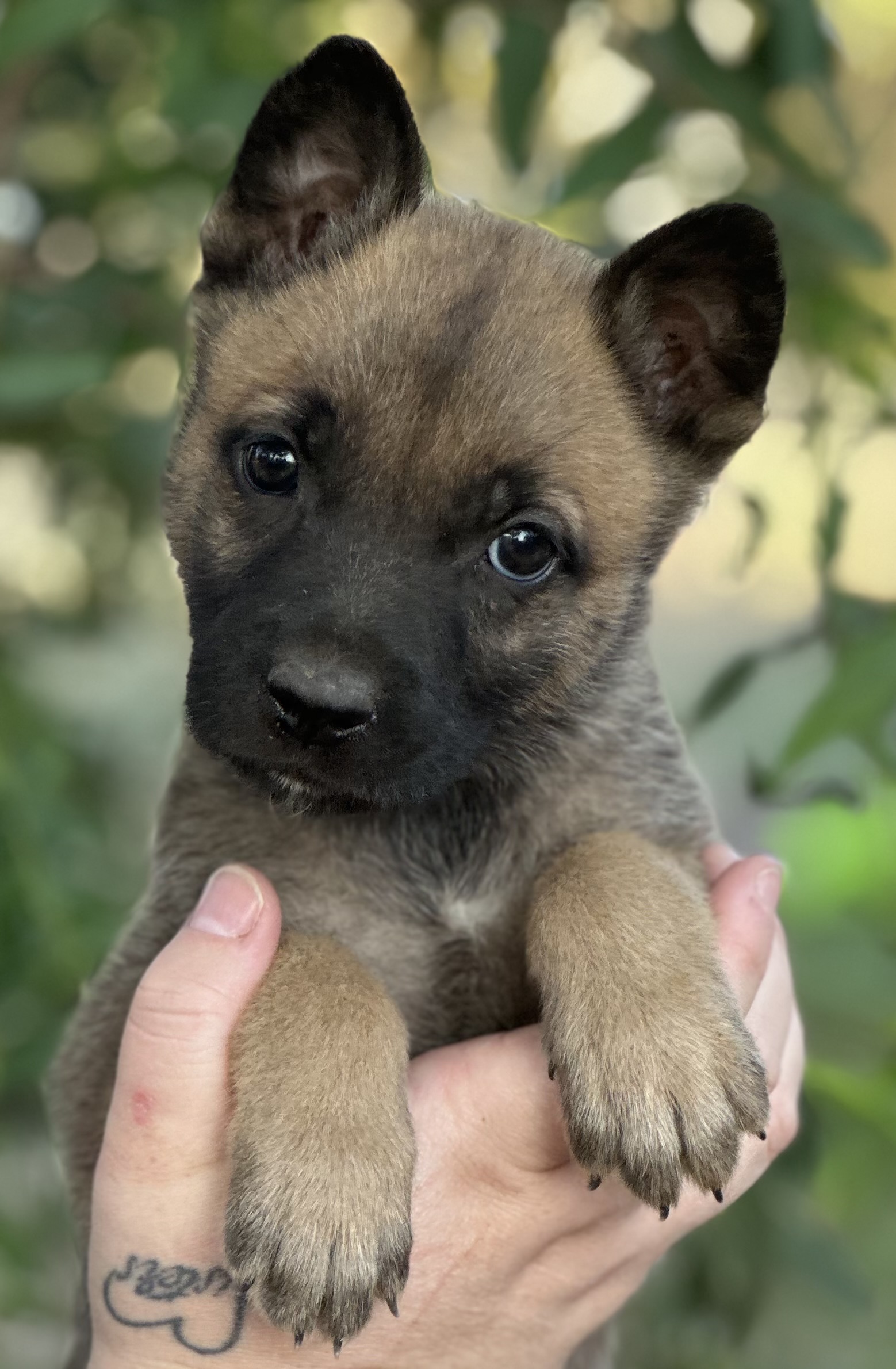 Fawn male