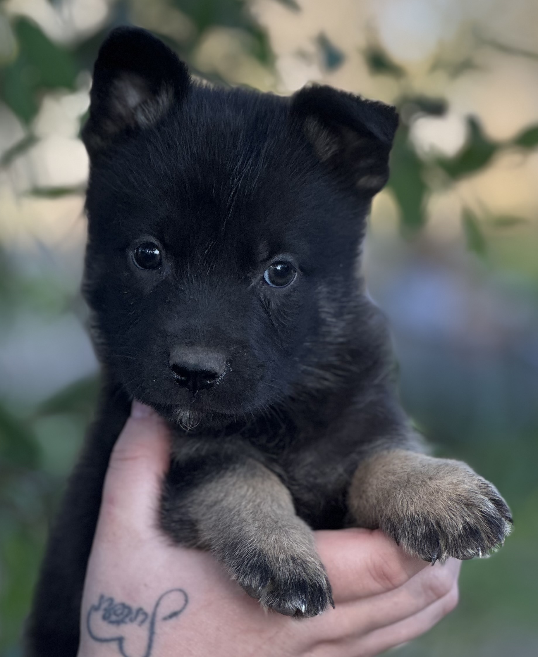 Black and gold male