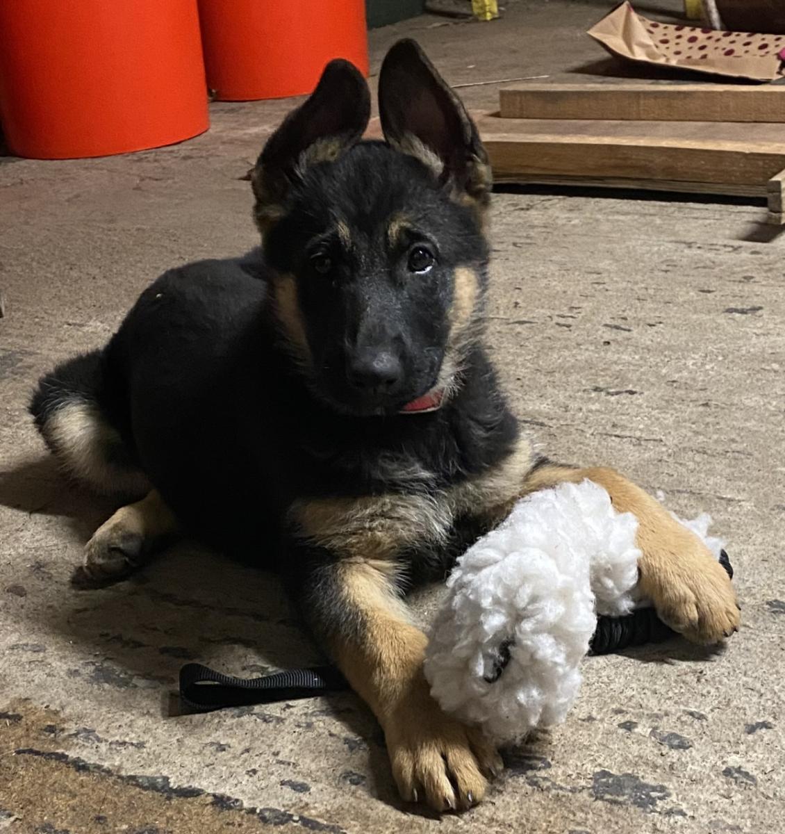 German Shepherd