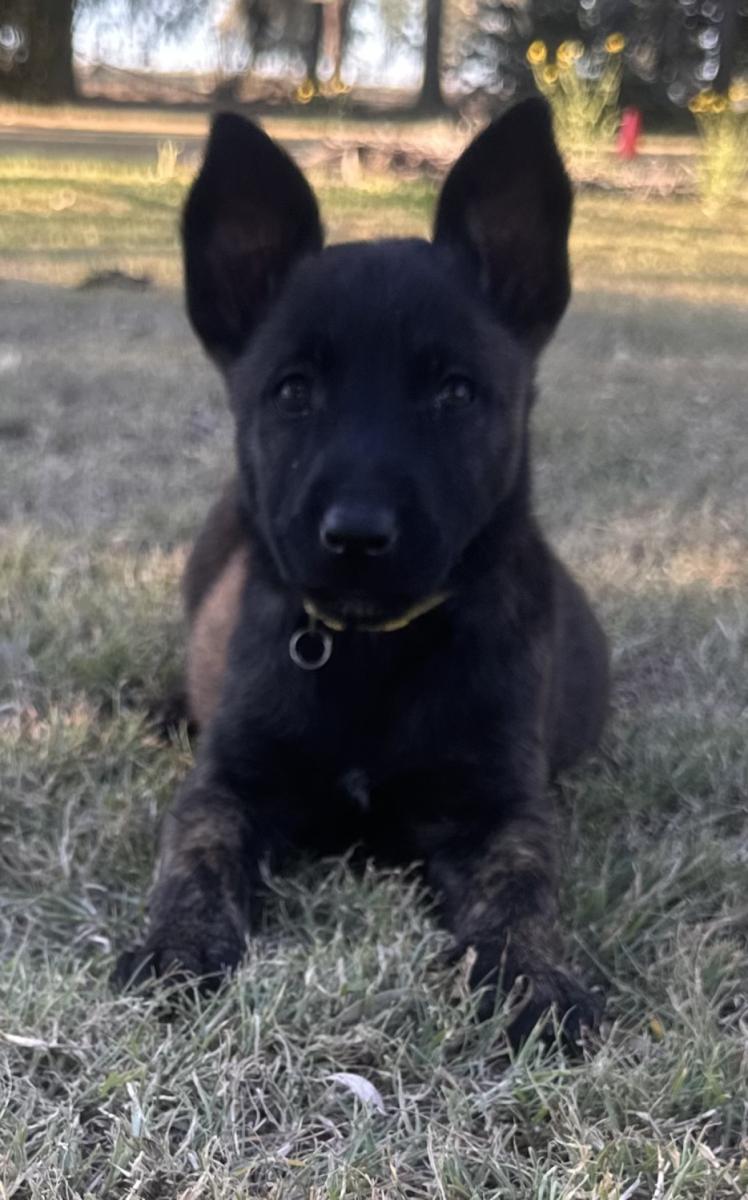Dutch Shepherd