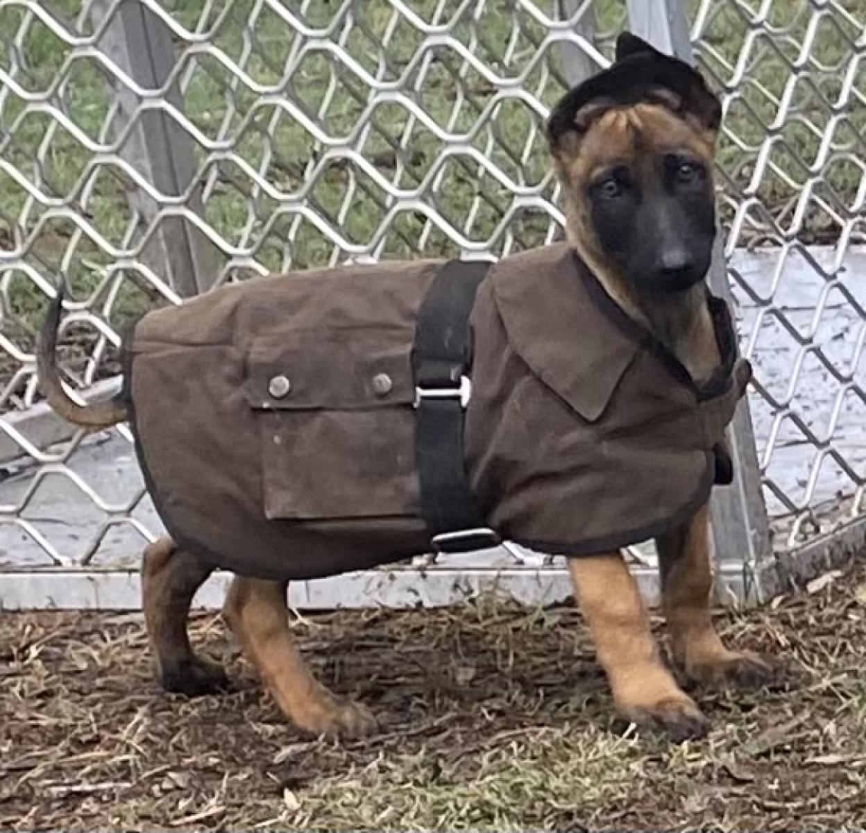Belgian Malinois 