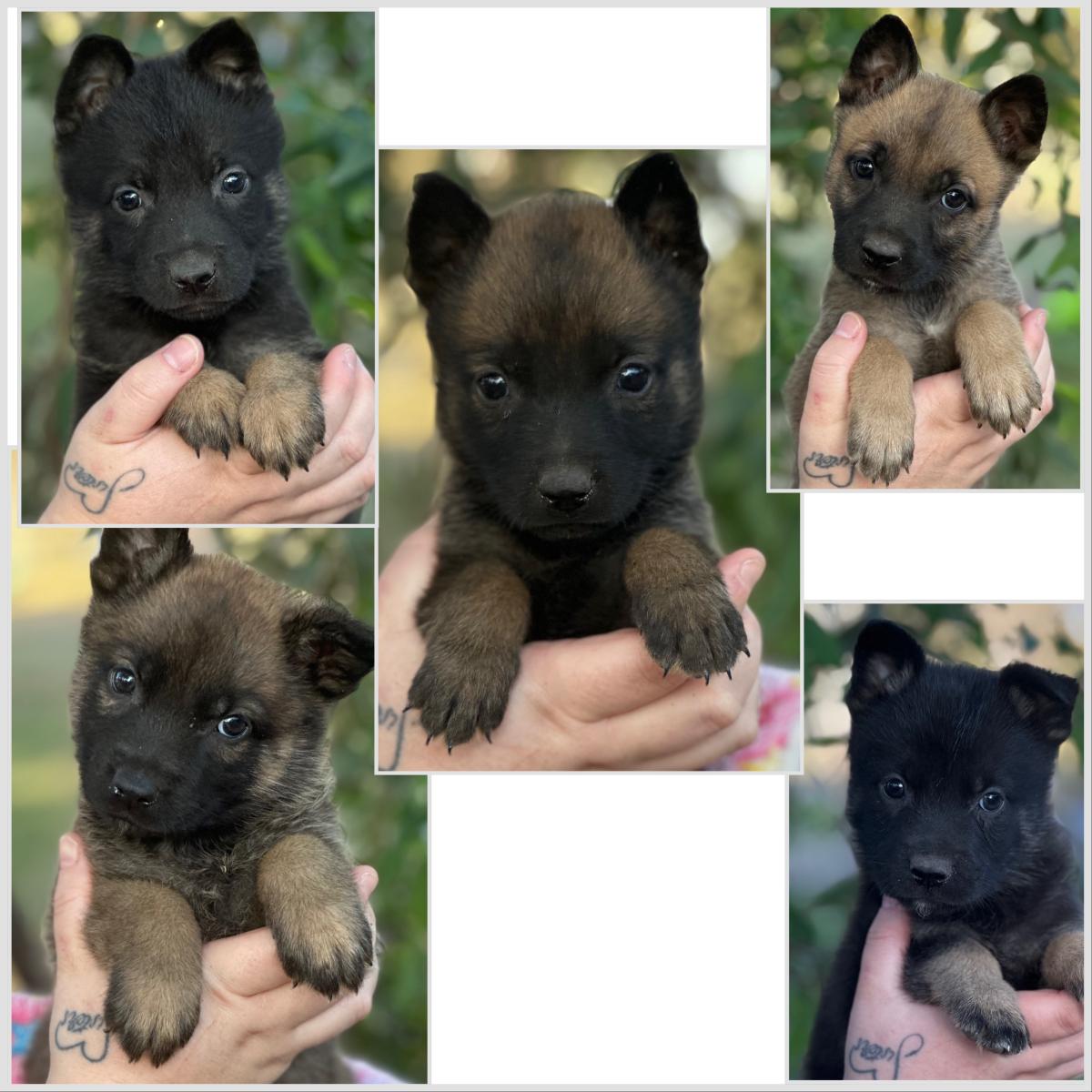German Shepherd x Belgian Malinois 