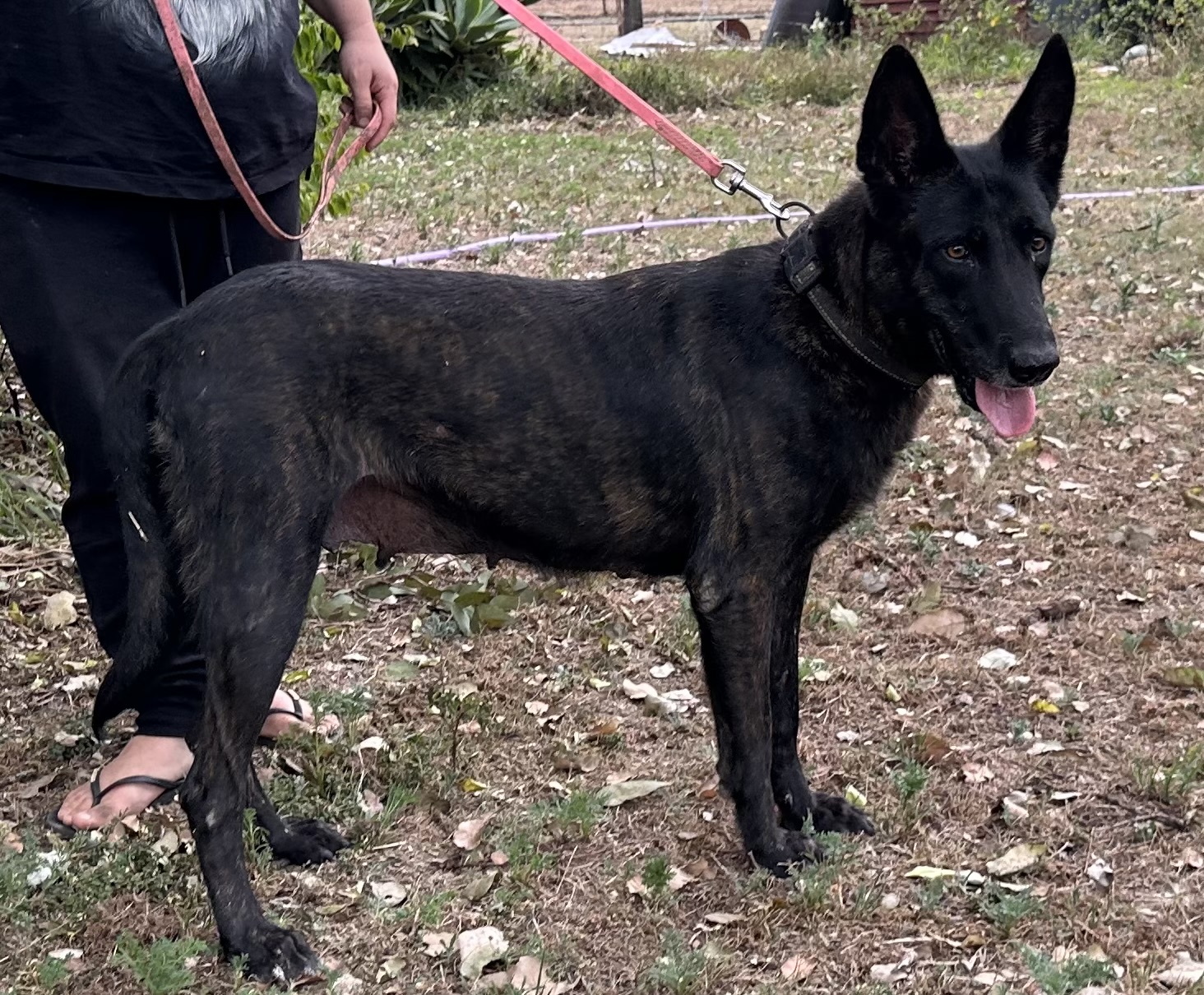 Vomsirius dog photo